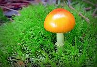 Amanita jacksonii image