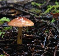 Hygrocybe psittacina var. psittacina image