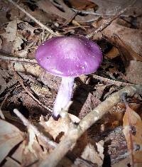 Cortinarius iodes image