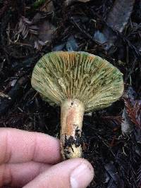 Lactarius rubrilacteus image