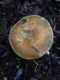 Lactarius rubrilacteus image