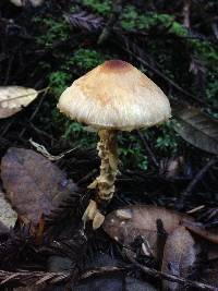 Lepiota magnispora image