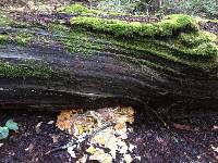 Laetiporus conifericola image