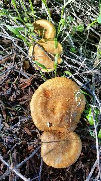 Hygrophoropsis aurantiaca image