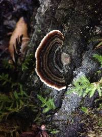 Trametes versicolor image