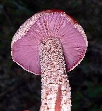 Laccaria amethystina image