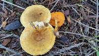 Hygrophoropsis aurantiaca image