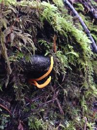 Clavulinopsis laeticolor image