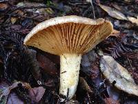 Lactarius californiensis image