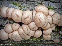 Lycoperdon pyriforme image