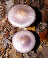 Cortinarius iodes image