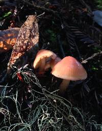 Hygrocybe psittacina var. psittacina image