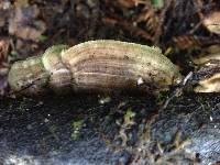 Lenzites betulina image