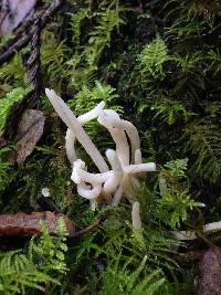 Clavaria fragilis image