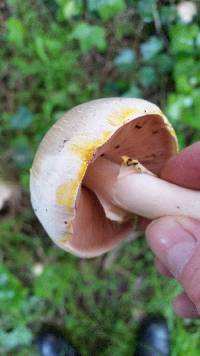 Agaricus xanthodermus image