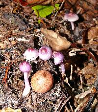 Inocybe geophylla var. lilacina image