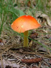 Amanita parcivolvata image