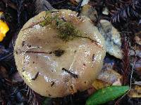 Lactarius californiensis image