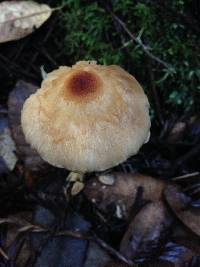 Lepiota magnispora image