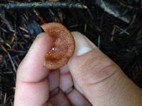 Lactarius xanthogalactus image