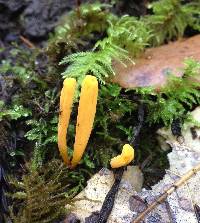 Clavulinopsis laeticolor image