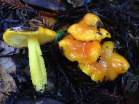 Hygrocybe chlorophana image