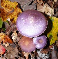 Cortinarius iodes image