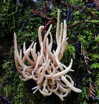 Clavaria fumosa image