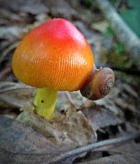 Amanita jacksonii image