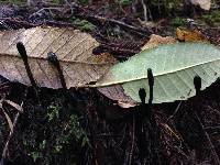 Trichoglossum hirsutum image