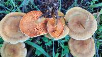 Hygrophoropsis aurantiaca image