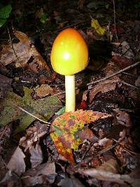 Amanita jacksonii image