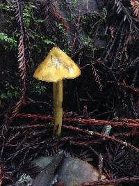 Hygrocybe singeri image