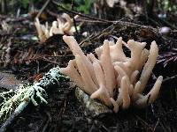 Clavaria fumosa image