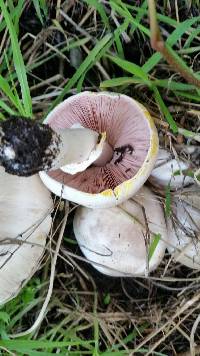 Agaricus xanthodermus image