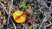 Hygrophoropsis aurantiaca image