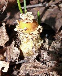 Calostoma lutescens image