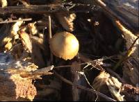 Psilocybe semilanceata image