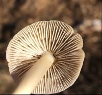 Psilocybe semilanceata image