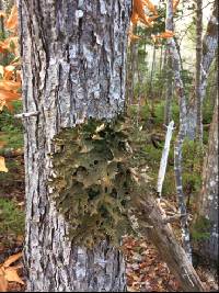 Lobaria pulmonaria image