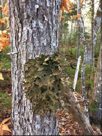 Lobaria pulmonaria image