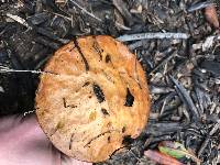 Suillus pungens image