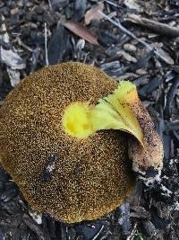 Suillus pungens image