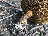 Suillus pungens image