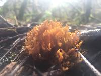 Ramaria myceliosa image