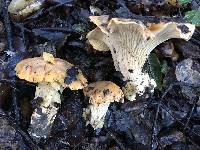 Cantharellus californicus image