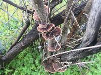 Trametes versicolor image