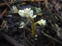 Image of Cordyceps cicadae