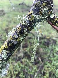 Ramalina menziesii image