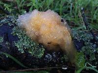 Tremella aurantia image